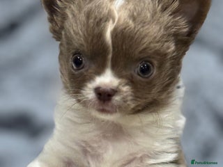 Chihuahua dogs - Advert 3