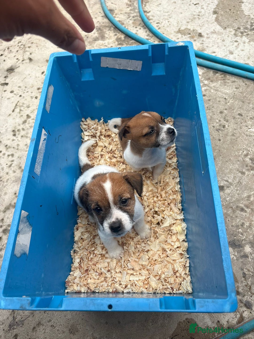 Jack Russell dogs for sale: Jack Russell pups - Image 3