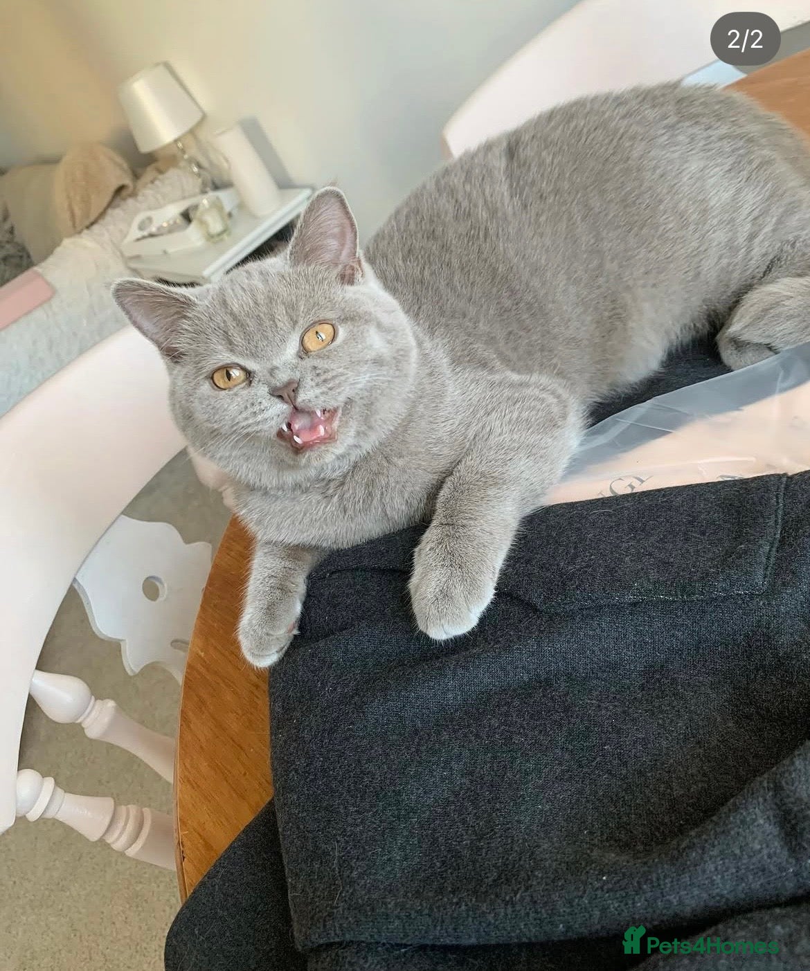 British Shorthair cats Champion pedigree female cat for rehoming  - Advert 1
