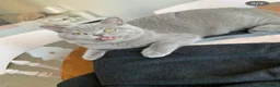 British Shorthair cats for sale: Champion pedigree female cat for rehoming  in Wellingborough - Advert 1