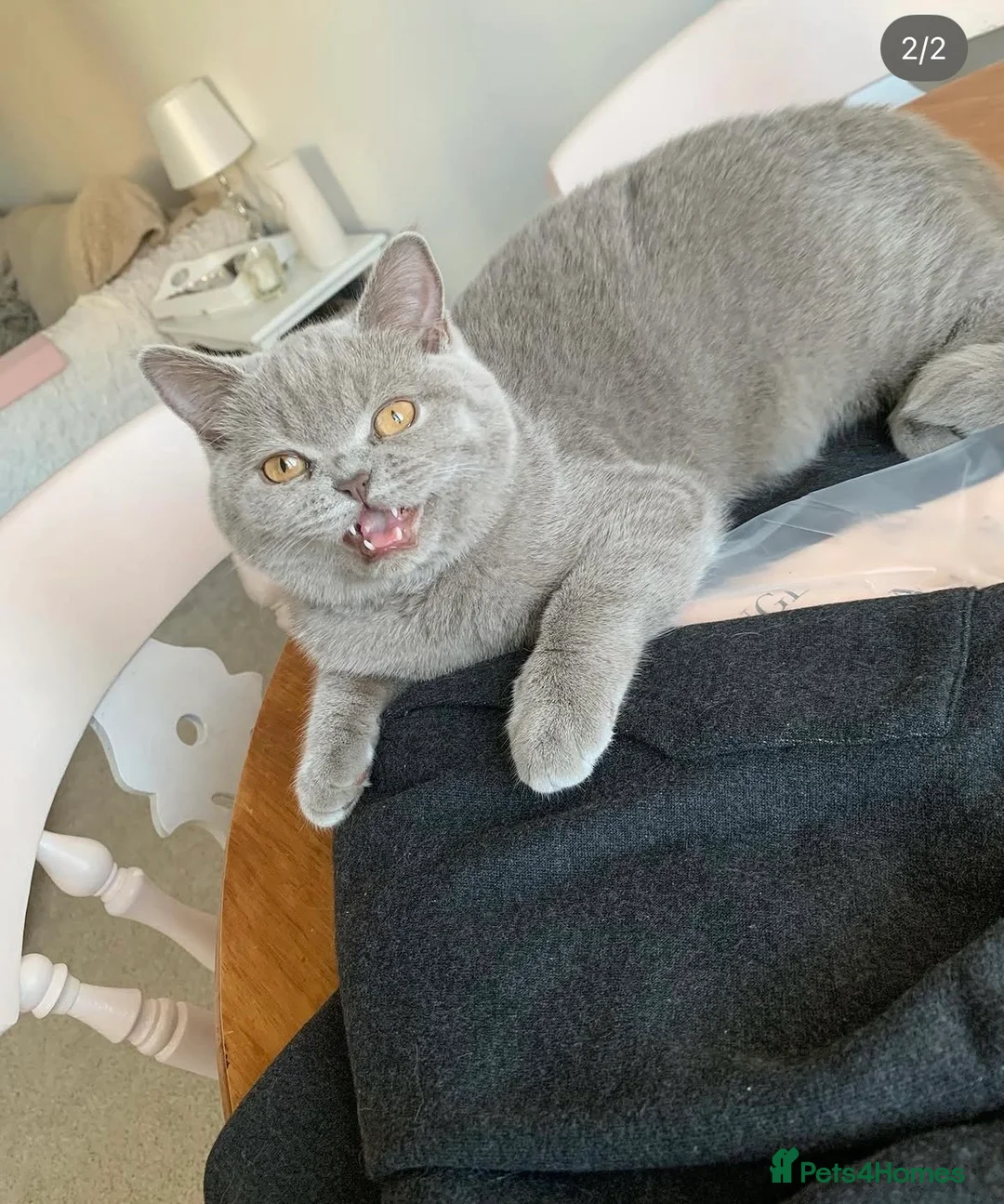 British Shorthair cats for sale: Champion pedigree female cat for rehoming  in Wellingborough - Advert 1