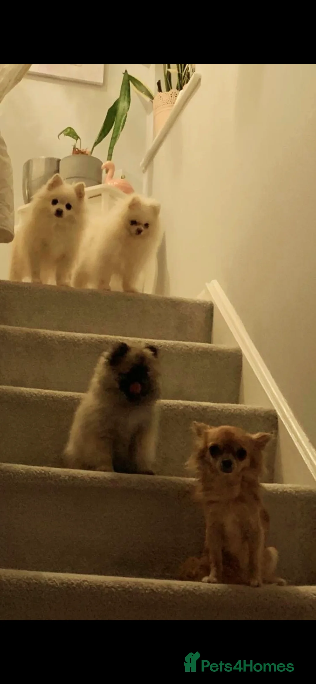 Pomeranian dogs for stud: 2kg, KC Registered, Proven, Pomeranian  in Cardiff - Advert 22