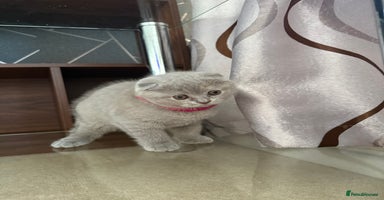 Scottish Fold cats - Advert 4