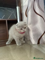 Scottish Fold cats - Advert 3