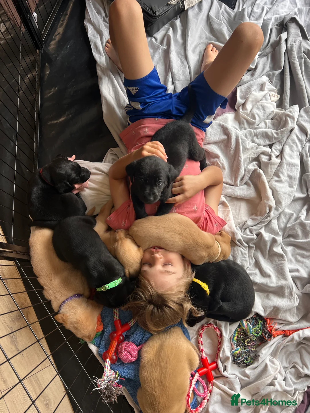 Labrador Retriever dogs for sale: 4 Beautiful Working Labrador Puppies - Advert 1