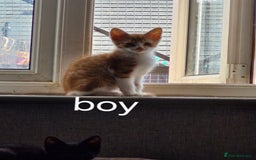 Domestic Shorthair cats for sale: Bundles off fun  - Image 3
