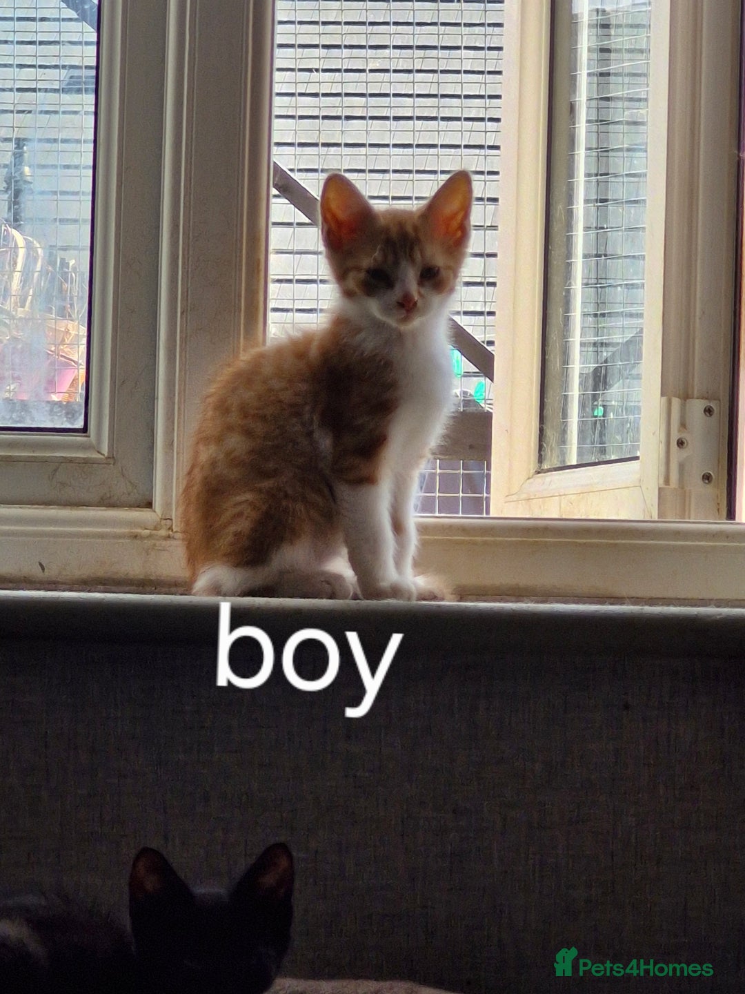 Domestic Shorthair cats for sale: Bundles off fun  - Image 3