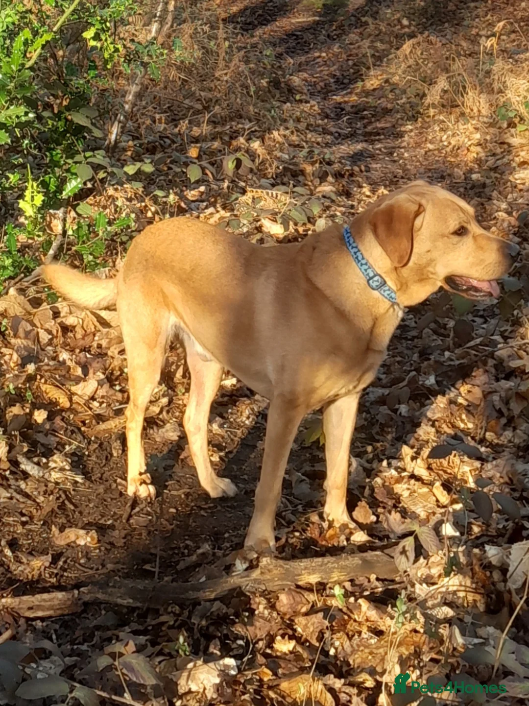 Labrador Retriever dogs for stud: KC Registered Proven Stud Labrador Retriever - Advert 2