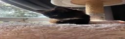 Mixed Breed cats for sale: 5 Black female ragdoll mix breed  - Advert 10