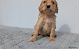 Cocker Spaniel dogs for sale: Cracking Cocker Pups - Image 4