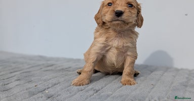 Cocker Spaniel dogs - Advert 6