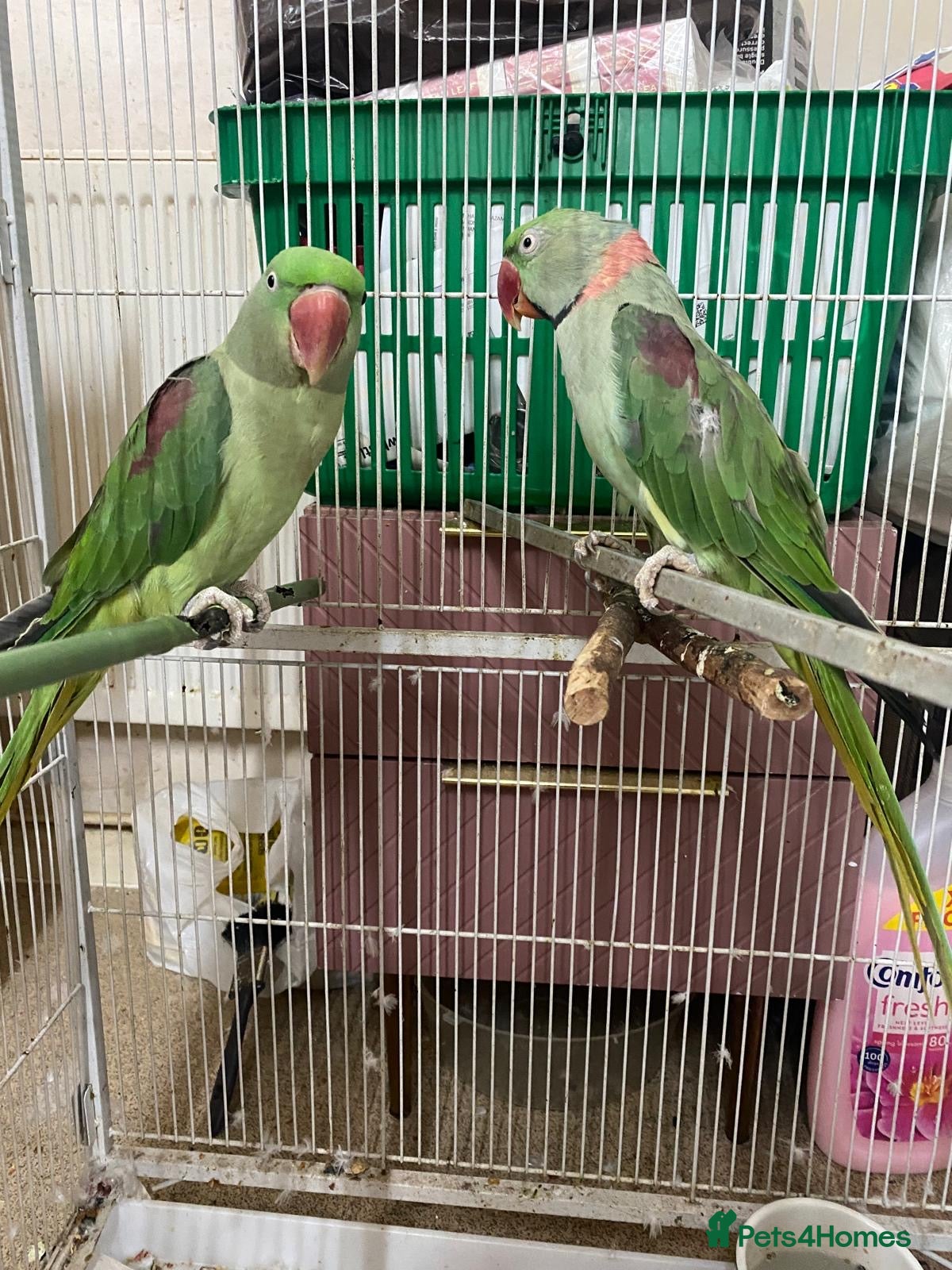 Parrots birds Alexandra parrots + ringneck - Advert 3