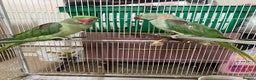 Parrots birds for sale: Alexandra parrots  - Advert 1