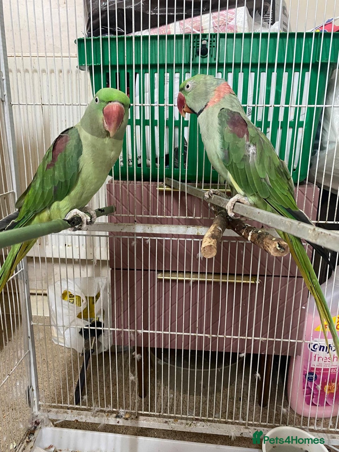 Parrots birds for sale: Alexandra parrots  - Advert 1