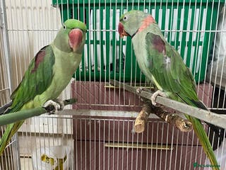 Parrots birds Alexandra parrots + ringneck - Advert 12