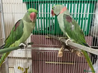 Parrots birds Alexandra parrots + ringneck - Advert 11
