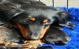 Miniature Dachshund dogs for sale: Long haired miniature dachshund puppies  - Image 3