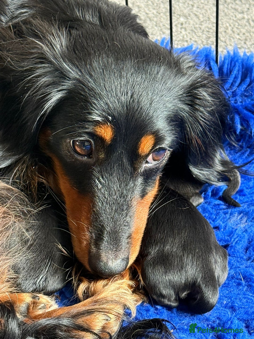 Miniature Dachshund dogs for sale: Long haired miniature dachshund puppies  - Image 3