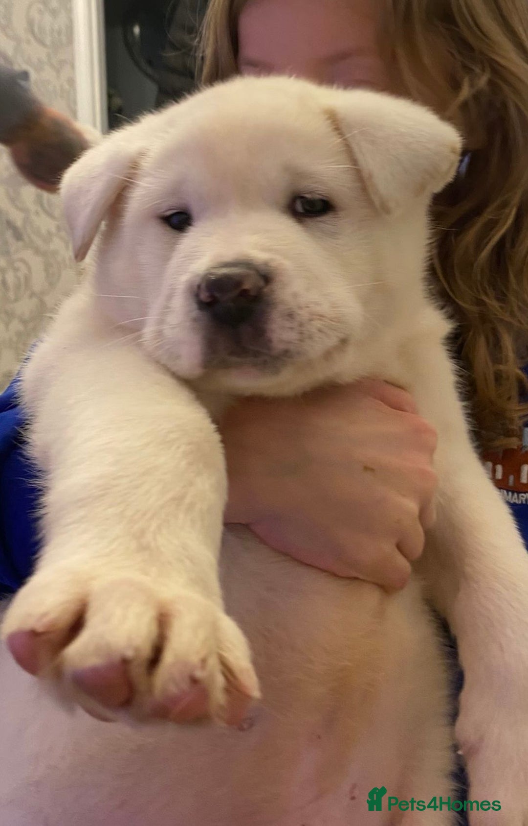 Akita dogs for sale: Akita pure white male  - Advert 4