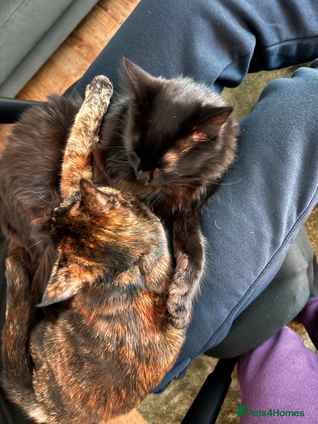 Mixed Breed cats for sale: 7 month old brother & sister looking for new home - Advert 5