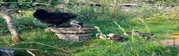 Chickens poultry for sale: Beautiful brahma chickens - Advert 3