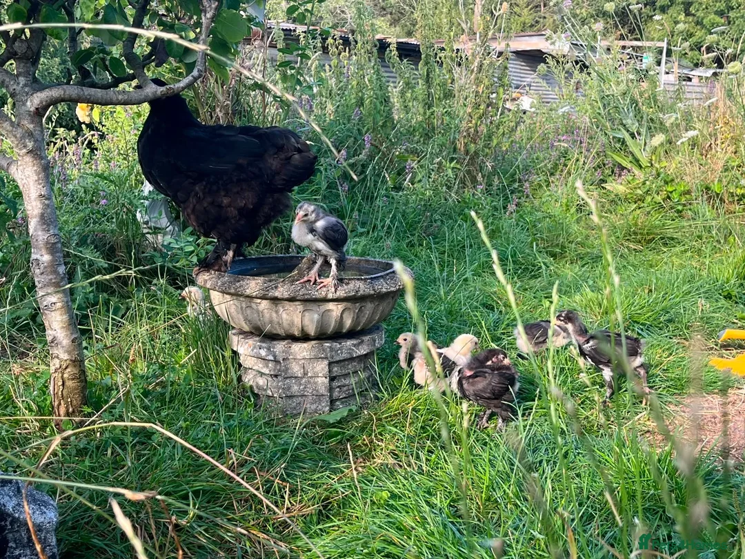 Chickens poultry for sale: Beautiful brahma chickens - Advert 3
