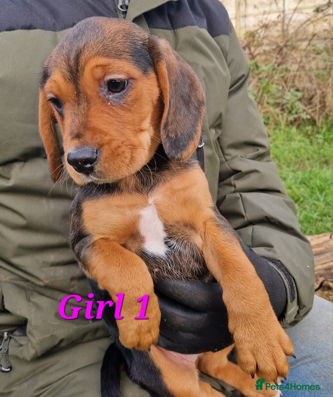 Bocker dogs for sale: Beautiful Bocker puppies - Advert 4