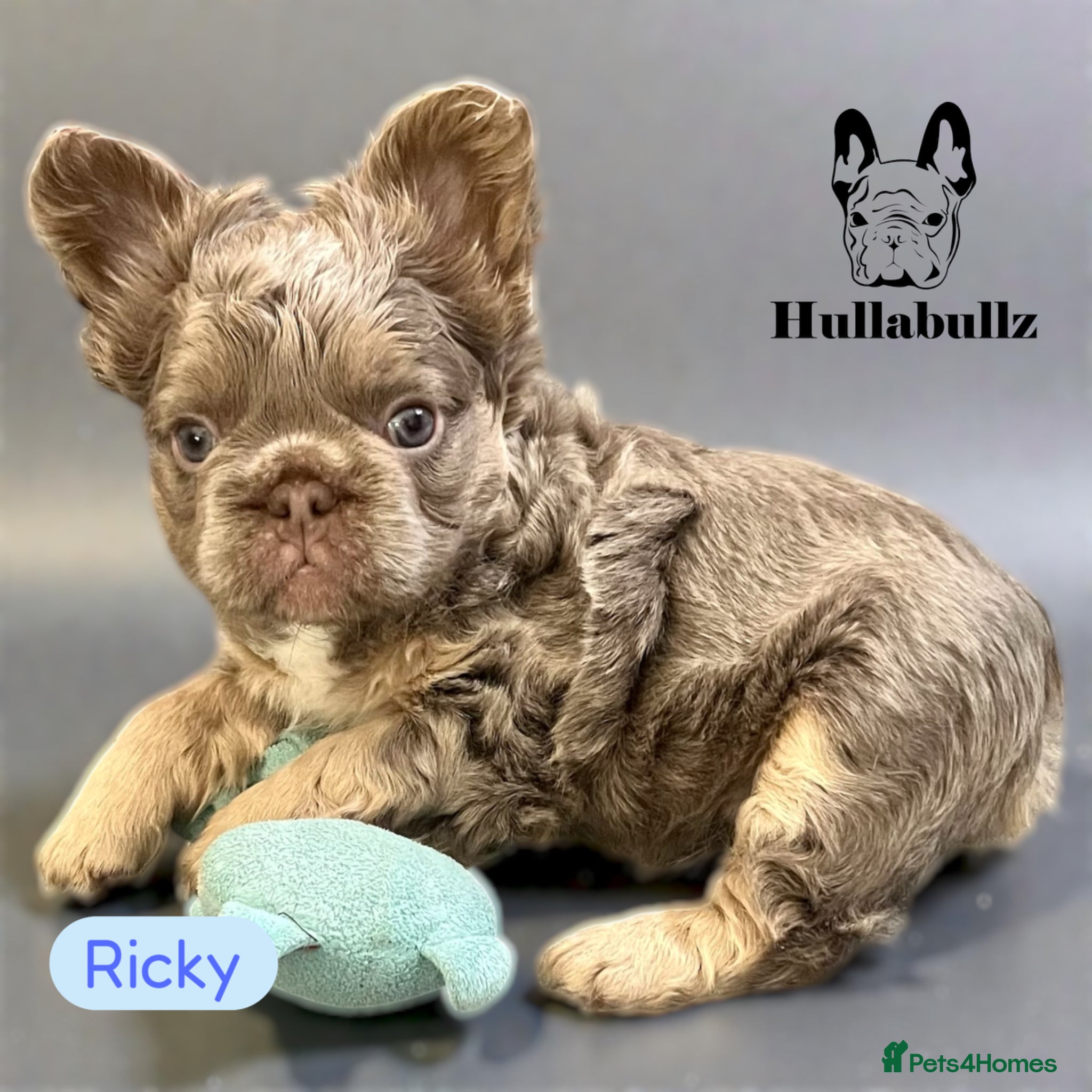 French Bulldog dogs REDUCED ONO READY NOW Fluffy Choc Frenchies - Advert 2