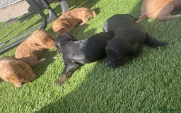 Cockapoo dogs for sale: Beautiful cockerpoo pups for sale - Image 14