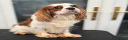 Cavalier King Charles Spaniel dogs for stud: Proven stud KC cavalier King Charles  - Advert 6