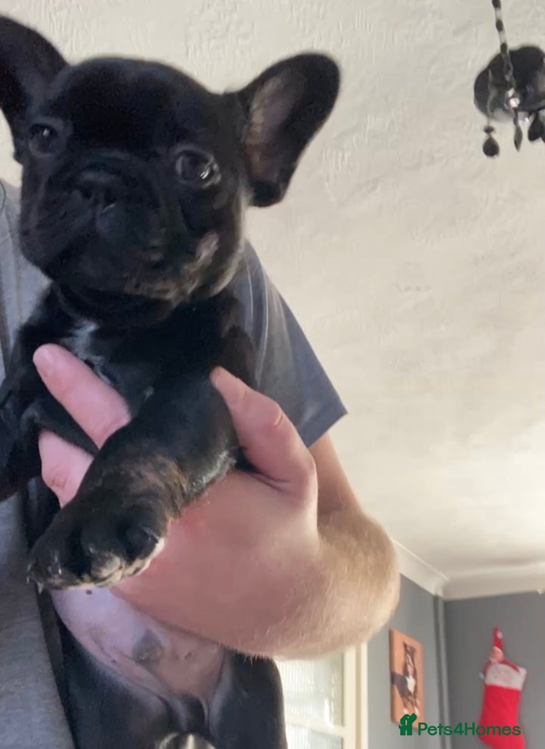 French Bulldog dogs for sale: French bulldogs puppy’s for sale - Advert 33