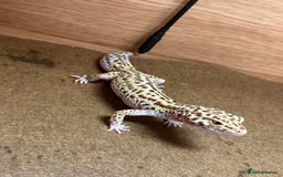 Leopard Gecko reptiles for sale: Female Leopard Gecko  - Image 3