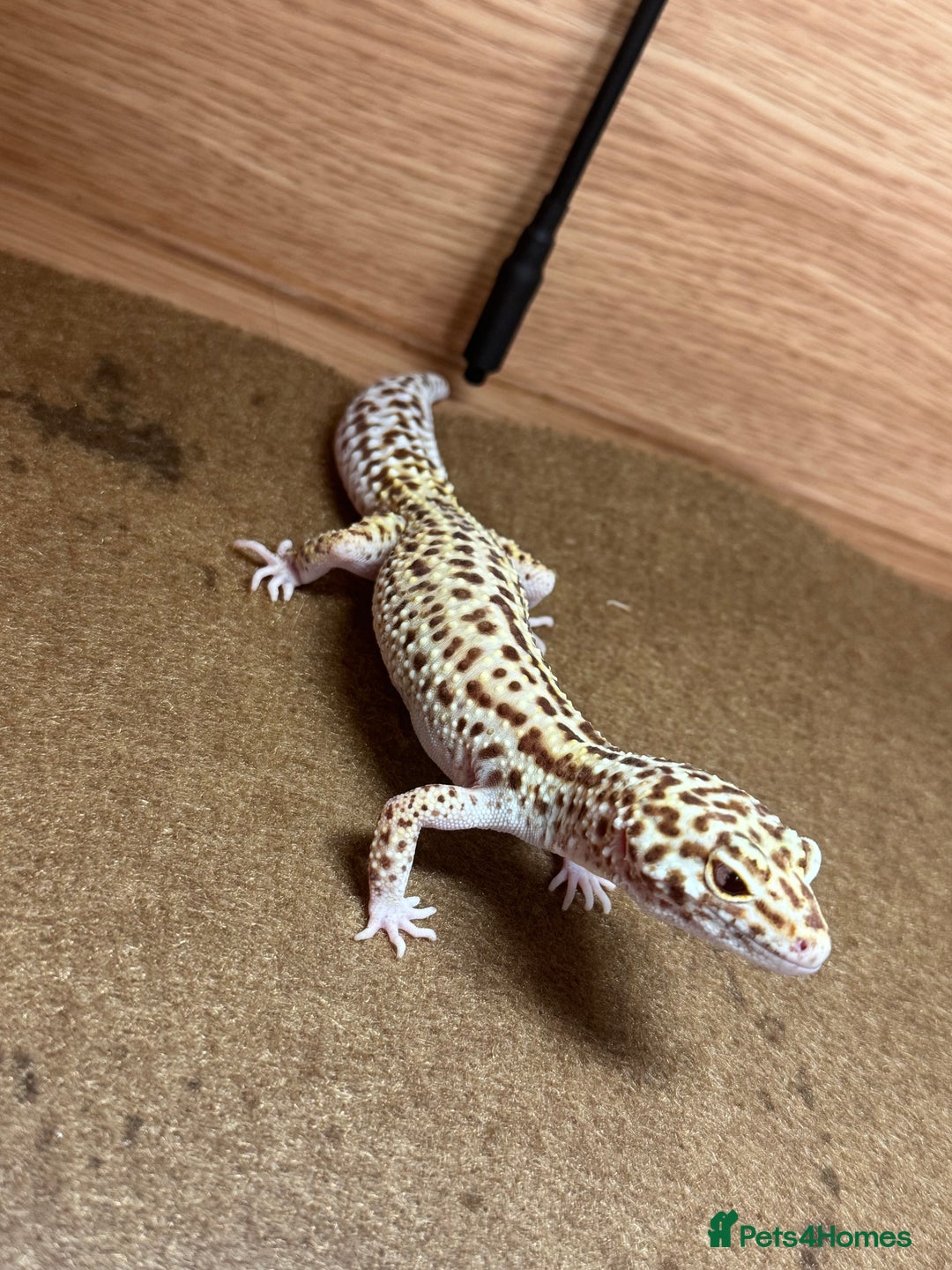 Leopard Gecko reptiles for sale: Female Leopard Gecko  - Image 3