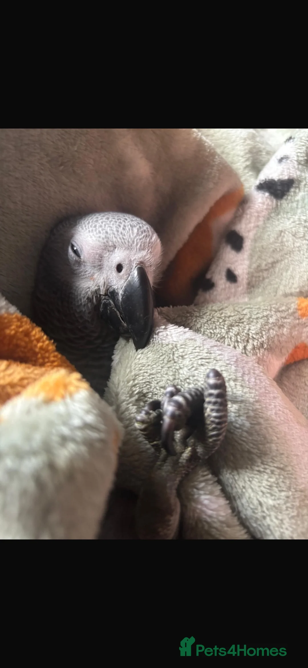Parrots birds for sale: 1 year old female fully tame African grey - Advert 1