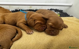 Labrador Retriever dogs for sale: Stunning Super Dark Red Labs from KC&health tested - Advert 10