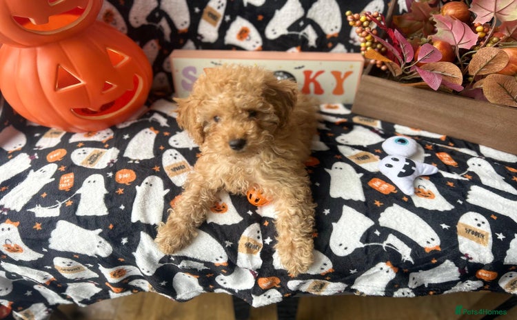 Miniature Poodle dogs - Advert 3