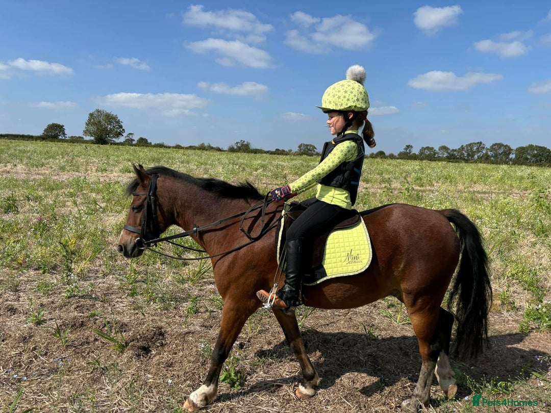 Welsh Section B horses for sale: Welsh part bred lead rein / confident first ridden - Advert 9