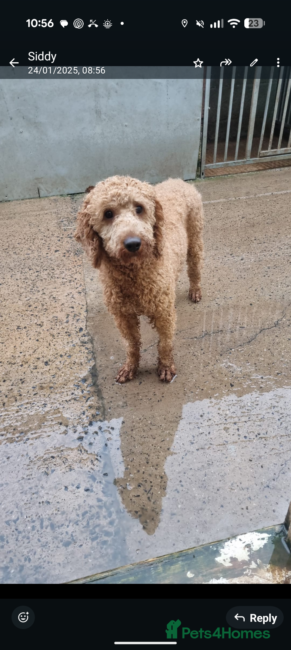 Miniature Poodle dogs STUD POODLE (MINIATURE) - Advert 8