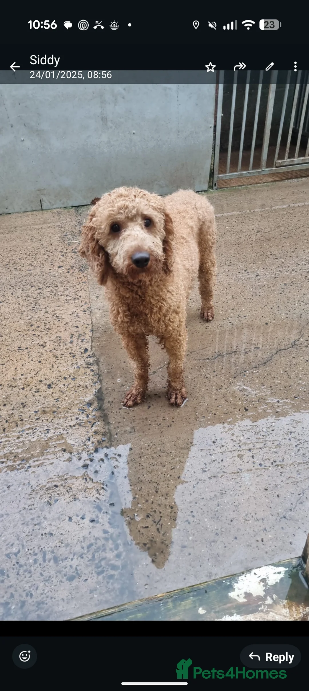 Miniature Poodle dogs for stud: STUD POODLE (MINIATURE) - Advert 1