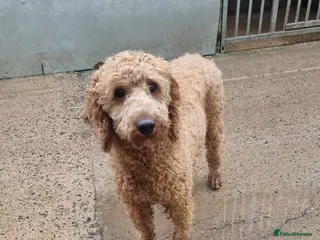 Miniature Poodle dogs STUD POODLE (MINIATURE) - Advert 8