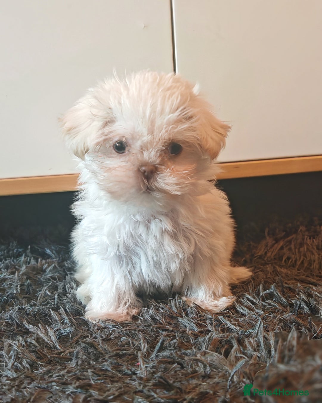 Shih Tzu dogs for sale: Shih Tzu cross Affenpinscher - Advert 5