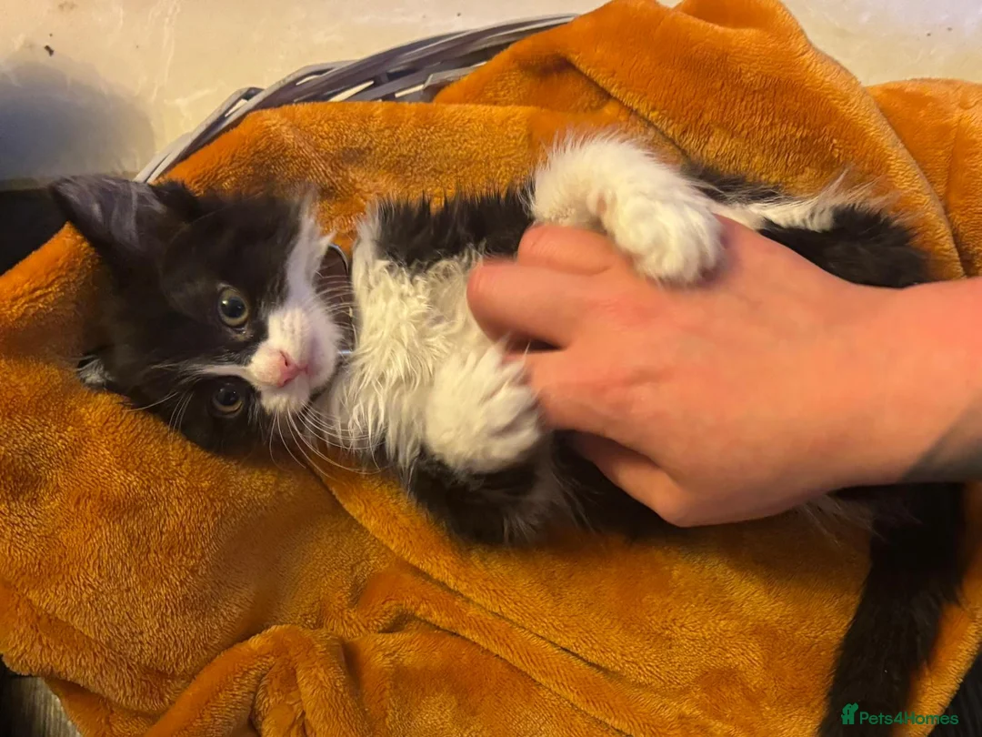 Mixed Breed cats for sale: Beautiful super fluffy mixed breed kittens - Advert 29