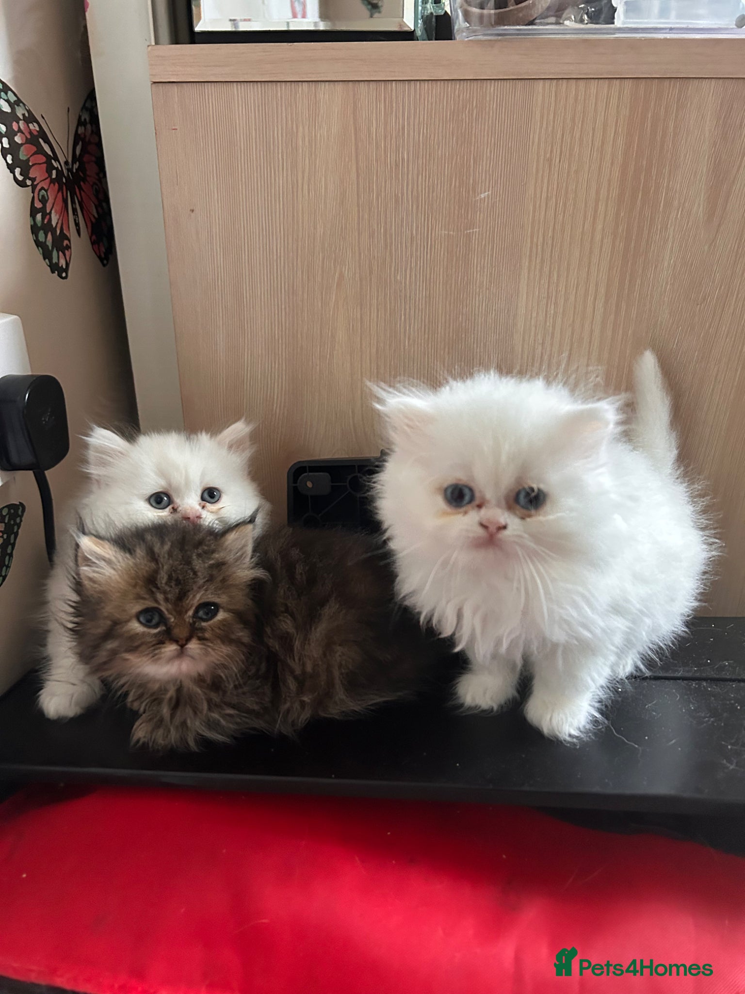 Persian cats 3 full Persian kits  - Advert 1