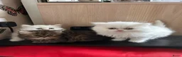Persian cats for sale: 3 full Persian kits  - Advert 1