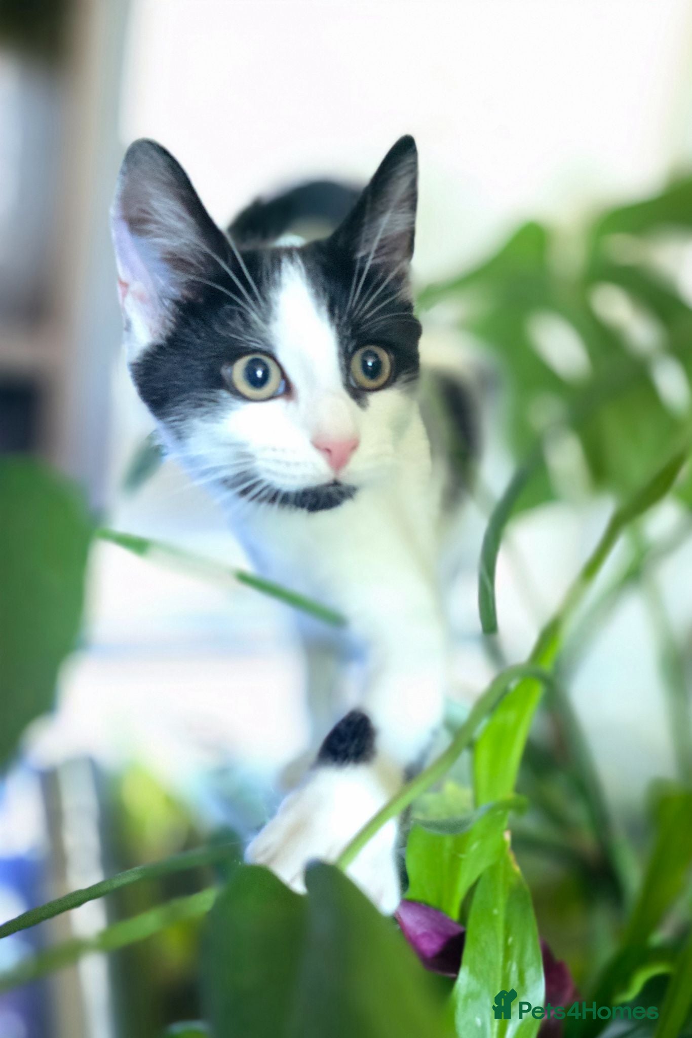 Turkish Angora cats Black pearl girl and charming boy waiting for you. - Advert 4
