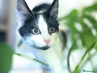 Turkish Angora cats Black pearl girl and charming boy waiting for you. - Advert 4