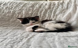 Maine Coon cats for sale: GORGEOUS MAINE COON KITTENS - Image 33
