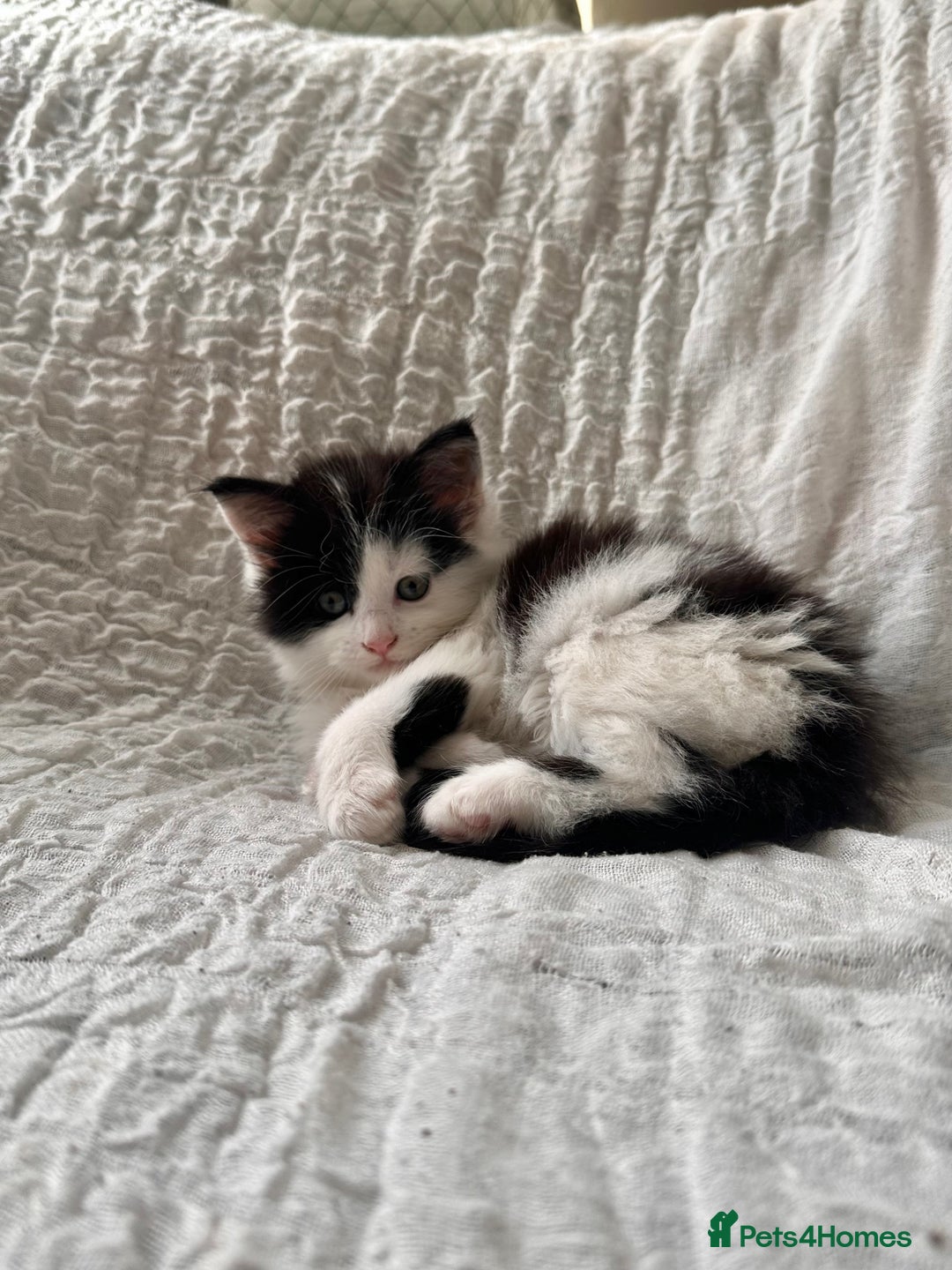 Maine Coon cats for sale: GORGEOUS MAINE COON KITTENS - Image 33