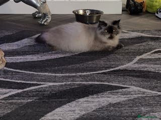 Mixed Breed cats Himalayan x Mainecoon - Advert 1