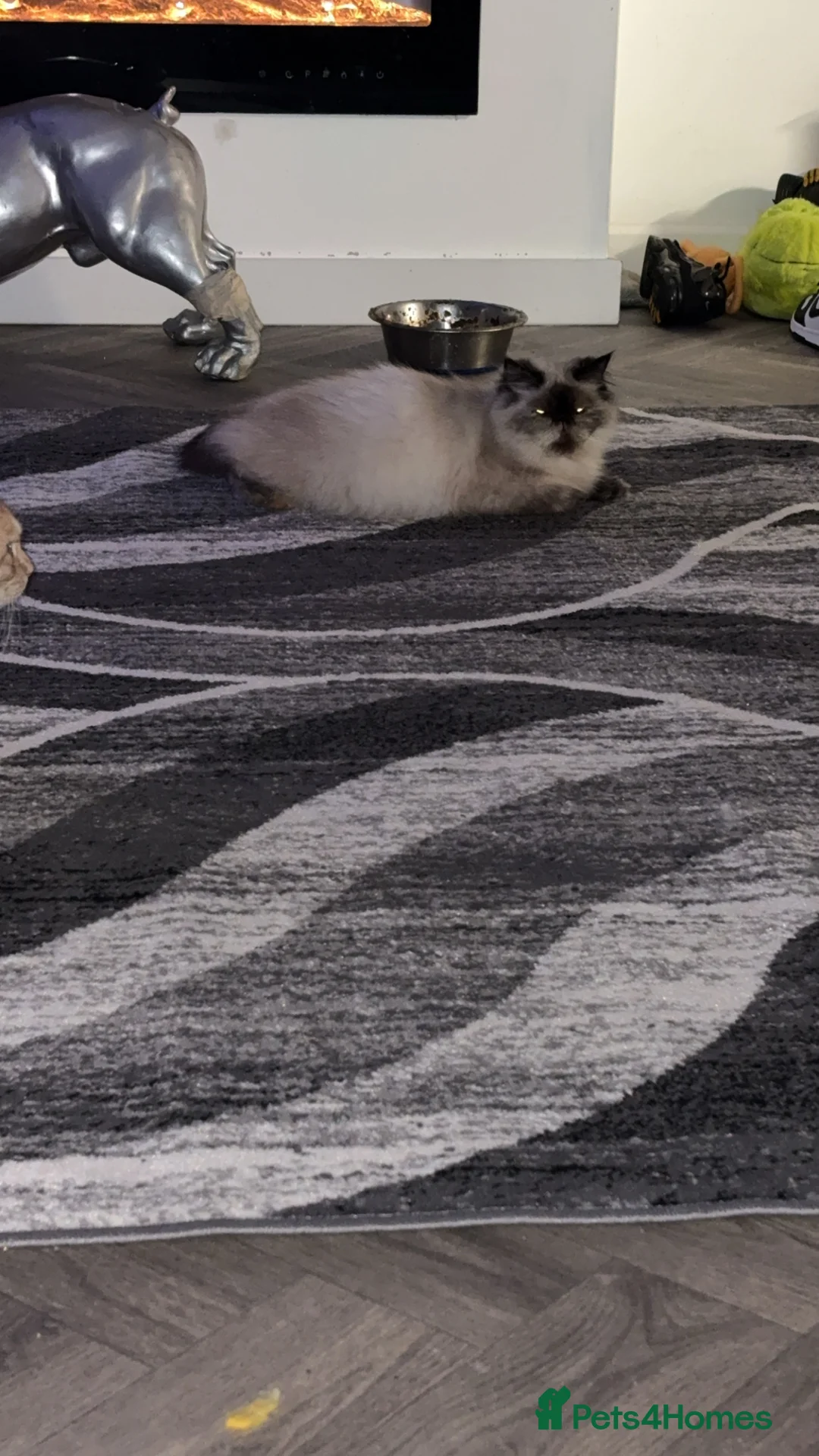 Mixed Breed cats for sale: *** BOTH RESERVED *** Himalayan x Mainecoon  - Advert 1